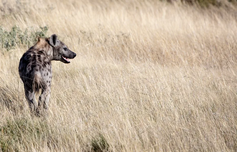 2 Days Best Budget Safari Tarangire & Ngorongoro Crater - Tanzania safari gallery image